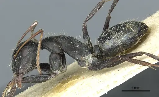 Camponotus termitarius - CASENT0912031