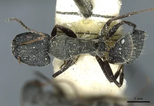 Camponotus termitarius - CASENT0912032