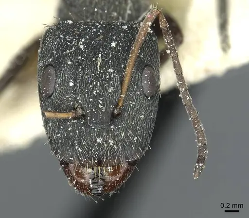 Camponotus termitarius - CASENT0912032