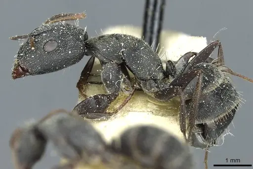 Camponotus termitarius - CASENT0912032