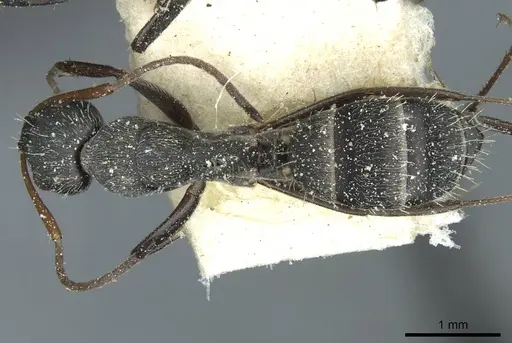 Camponotus termitarius - CASENT0912033