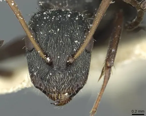 Camponotus termitarius - CASENT0912033