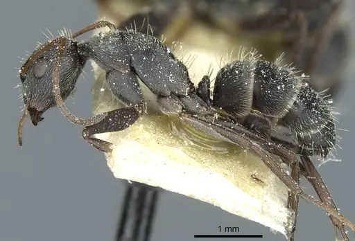 Camponotus termitarius - CASENT0912033