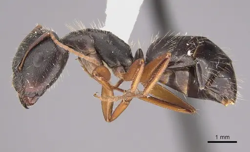 Camponotus termitarius - CASENT0923557