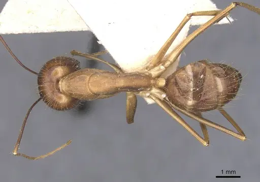 Camponotus terricola specimen