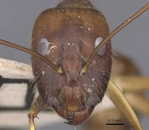 Camponotus terricola specimen