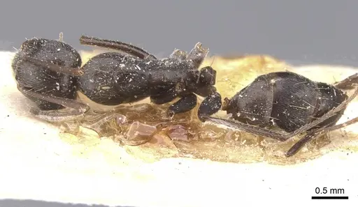 Camponotus territus specimen