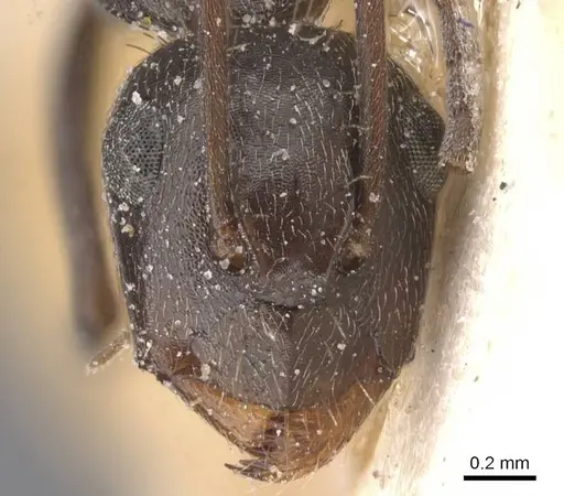 Camponotus territus specimen