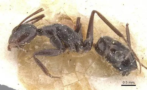 Camponotus territus specimen