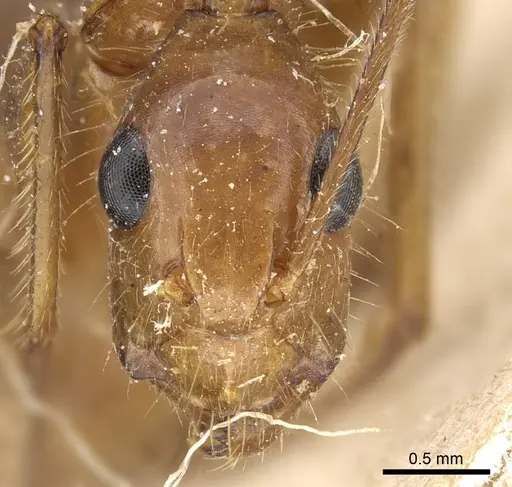 Camponotus testaceus specimen