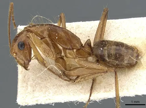 Camponotus testaceus specimen