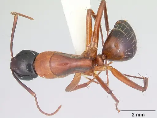 Camponotus texanus specimen