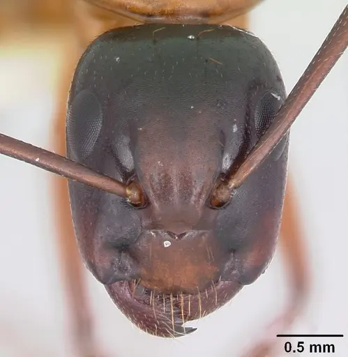 Camponotus texanus specimen