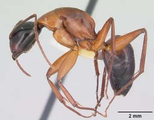 Camponotus texanus specimen