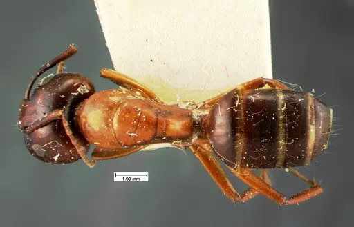 Camponotus texanus - CASENT0105588