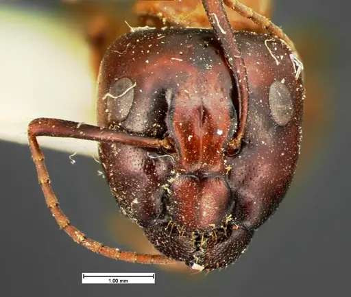 Camponotus texanus - CASENT0105588