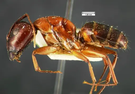 Camponotus texanus - CASENT0105588