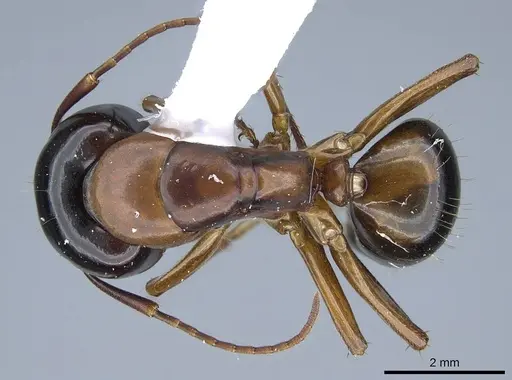 Camponotus texanus - CASENT0914440