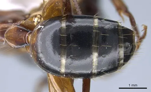 Camponotus texanus - CASENT0914440