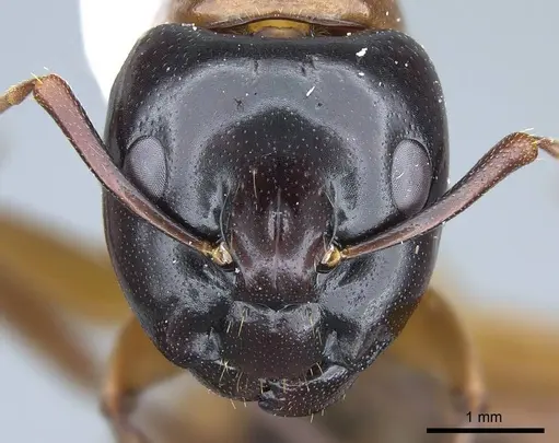 Camponotus texanus - CASENT0914440