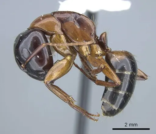 Camponotus texanus - CASENT0914440