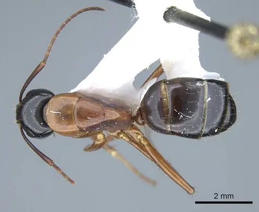 Camponotus texanus - CASENT0914441
