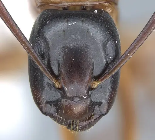 Camponotus texanus - CASENT0914441