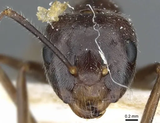 Camponotus texens specimen