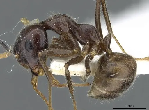 Camponotus texens specimen