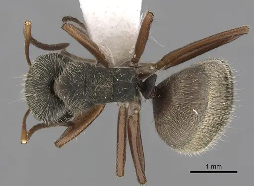 Camponotus textor specimen