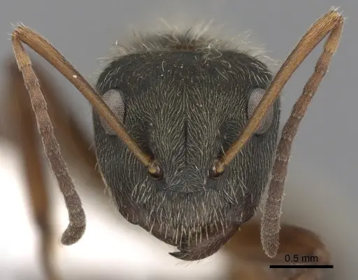 Camponotus textor specimen