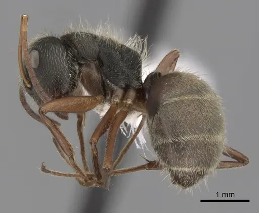 Camponotus textor specimen