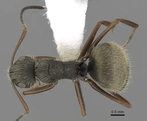 Camponotus textor - CASENT0280097