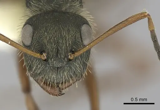 Camponotus textor - CASENT0280097