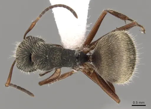 Camponotus textor - CASENT0280128