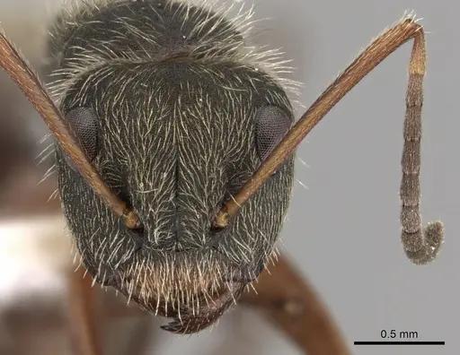 Camponotus textor - CASENT0280128