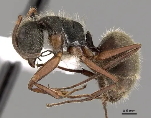 Camponotus textor - CASENT0280128