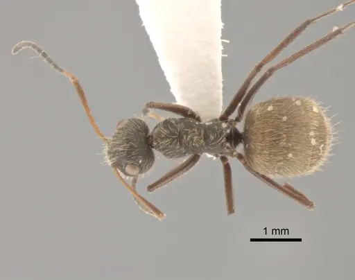 Camponotus textor - CASENT0882305