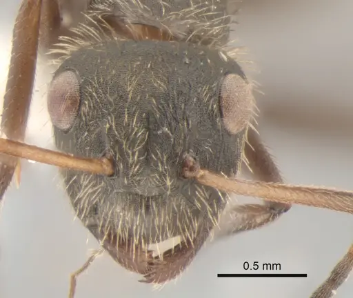 Camponotus textor - CASENT0882305