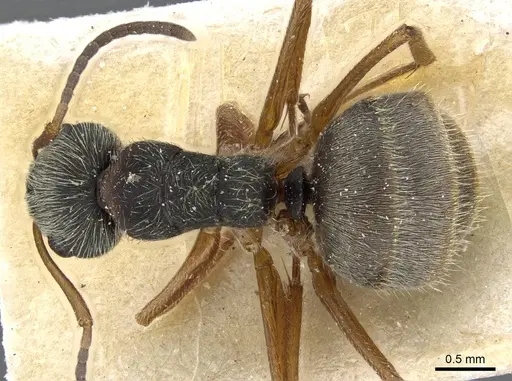 Camponotus textor - CASENT0905514