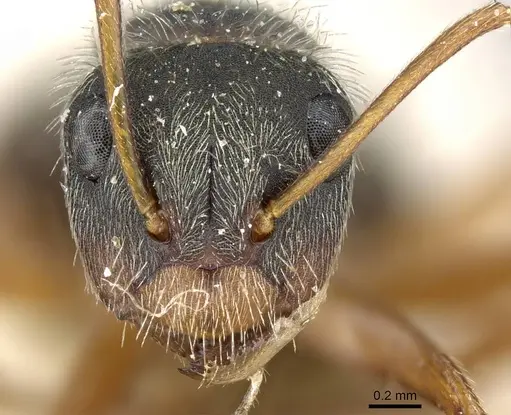 Camponotus textor - CASENT0905514