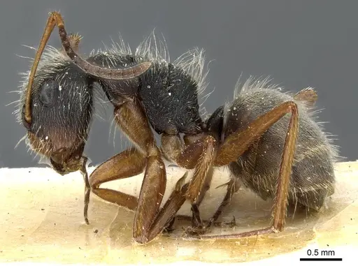 Camponotus textor - CASENT0905514