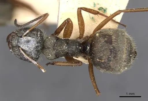 Camponotus textor - CASENT0910718