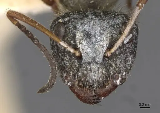 Camponotus textor - CASENT0910718