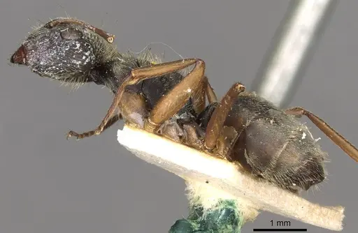 Camponotus textor - CASENT0910718