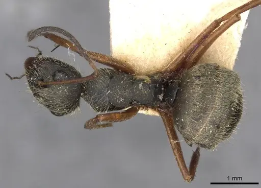 Camponotus textor - CASENT0910719