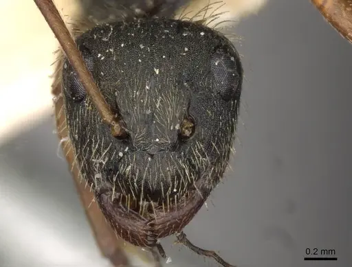 Camponotus textor - CASENT0910719