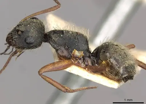 Camponotus textor - CASENT0910719