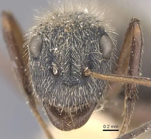 Camponotus textor - CASENT0911743