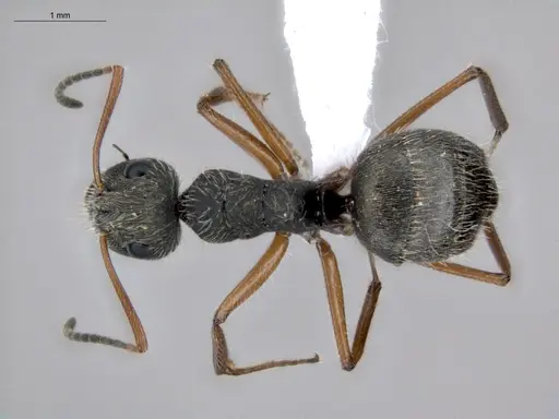 Camponotus textor - ECOFOG-HC-0040